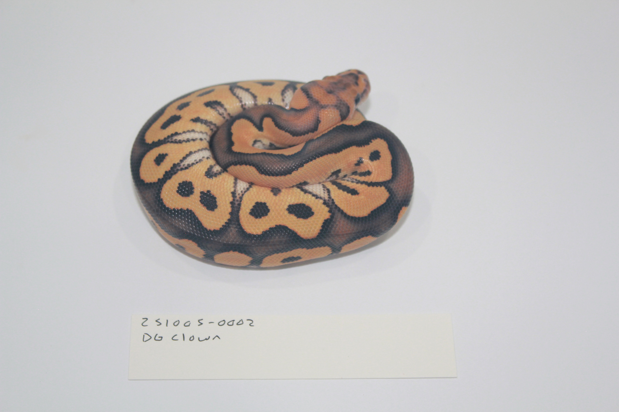 Pied project