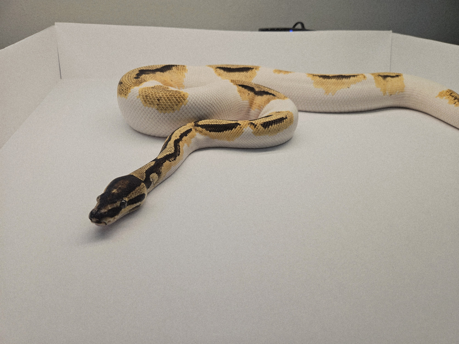 Breeder / project animal