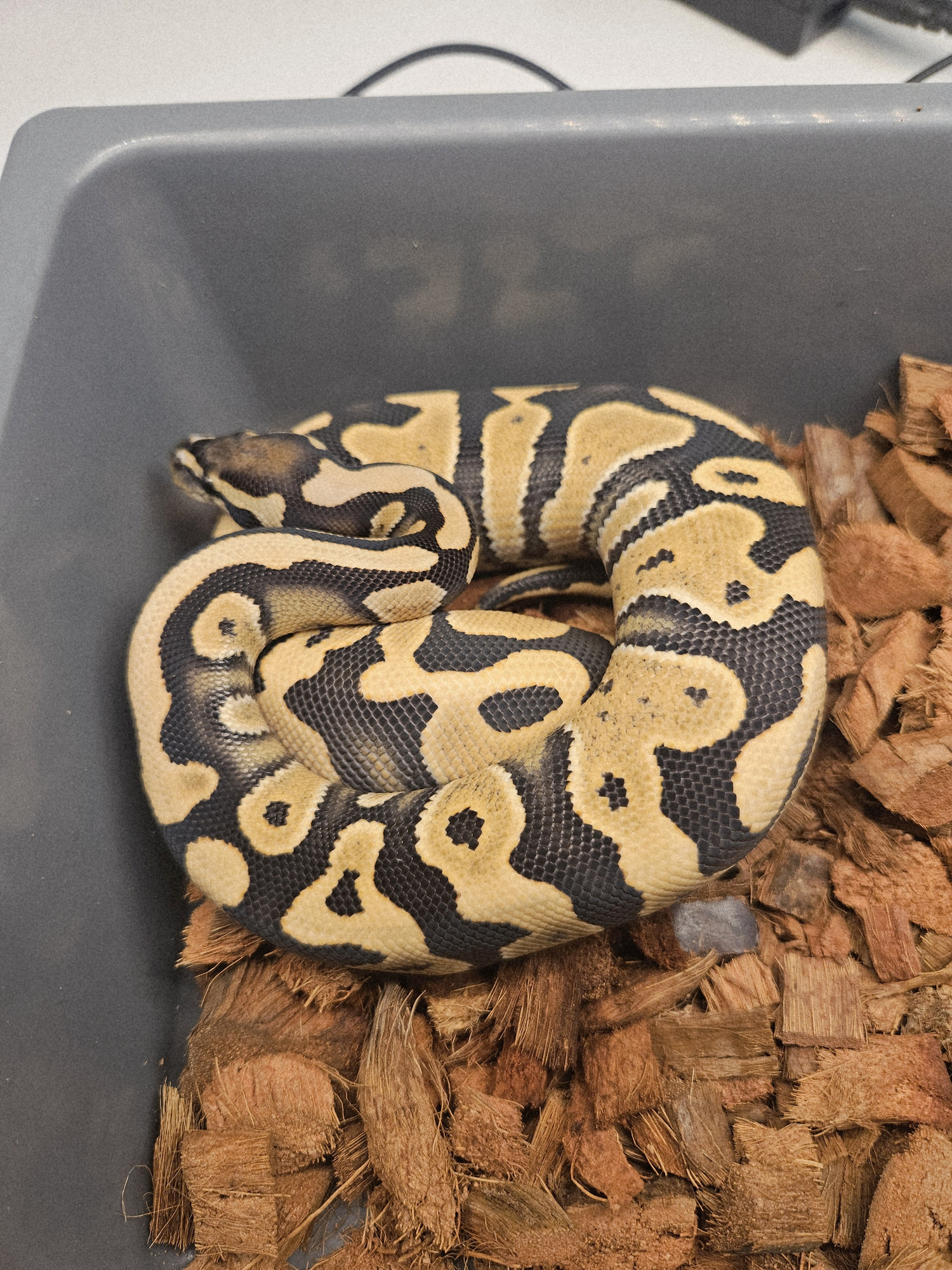 Breeder / project animal