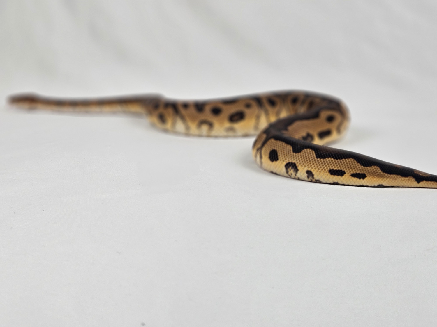 Collection animal