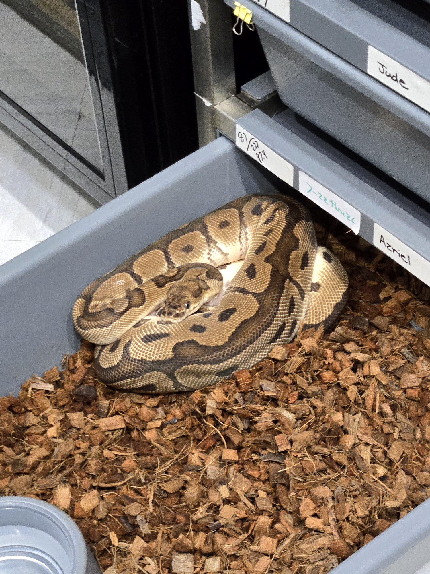 Collection animal