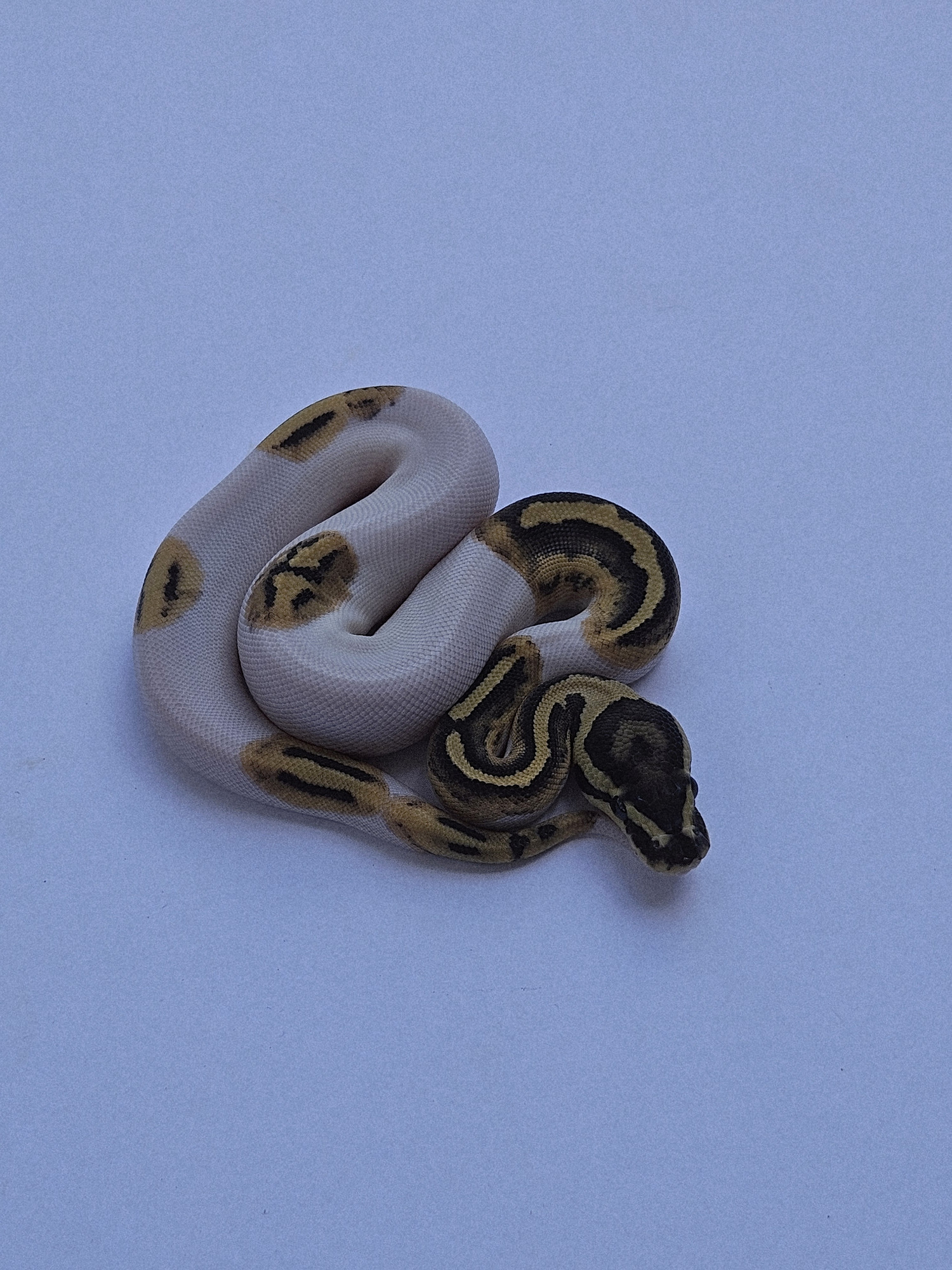 Pied-project animal