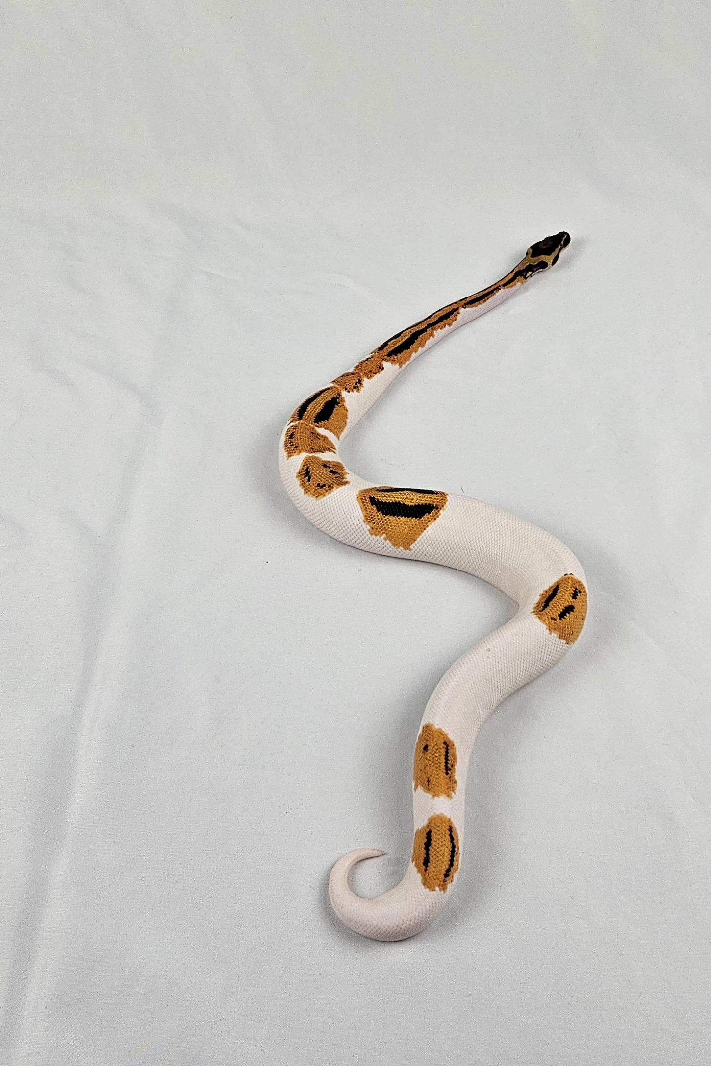 Pied project animal