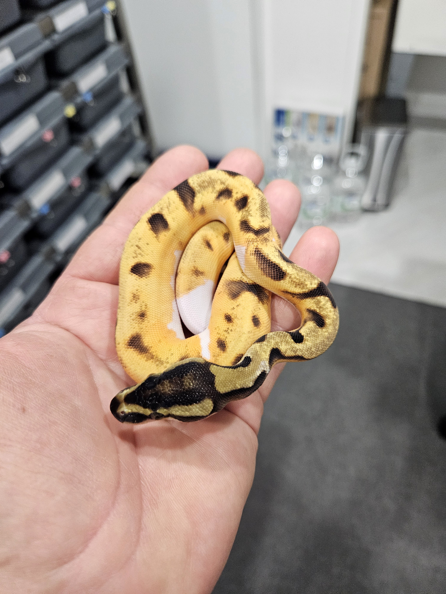 Young Scale Surfin ball python